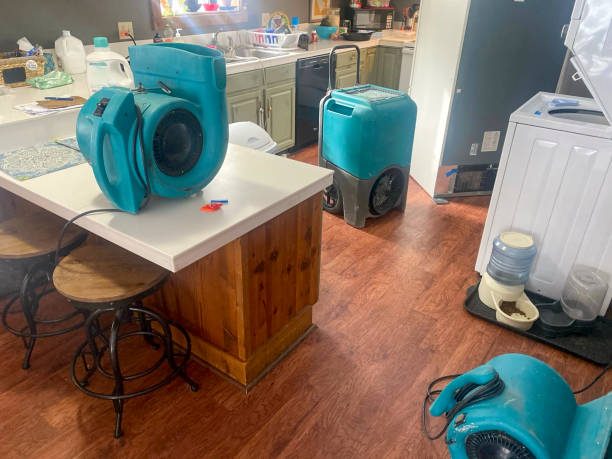Best Mold removal after water damage  in North Bay Village, FL